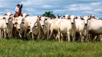 Originarios de Eurasia se registran en América desde el siglo XVI son bovinos, caballos, cerdos, ovejas, trigo, cebada, arroz, cafetos, vides, cítricos, caña de azúcar y muchas plantas más.