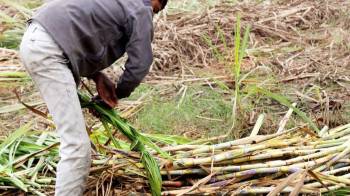 En Panamá, la producción de etanol se basará en el destilado de la caña de azúcar.