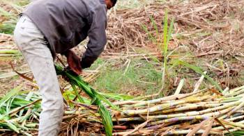 En Panamá, la producción de etanol se basará en el destilado de la caña de azúcar.