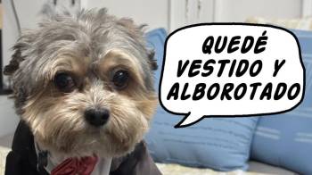 Varios de los memes sobre la situación tenían que ver con Bruno, la mascota del exmandatario.