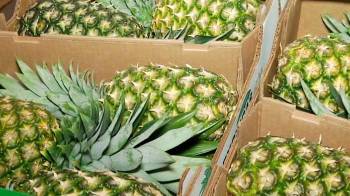 Del 2020 al 2024 Panamá ha exportado piña con un total en el mercado internacional de $20.6 millones.