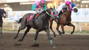 El criollo ‘Consultor’ (1) domina la delantera, para ganar el año pasado el ‘The King’s Cup’.