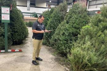 Inspectores de la Acodeco realizan un operativo de precios en venta de árboles navideños naturales