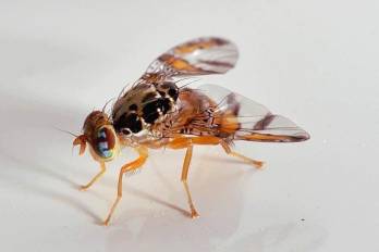 El próximo viernes 16 de octubre será la primera liberación de moscas estériles de Ceratitis capitata, conocida como mosca del Mediterráneo o mosca de la fruta