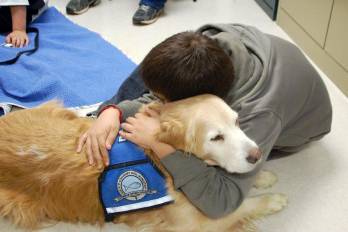 Los perros de terapia no deben confundirse con perros de servicio.