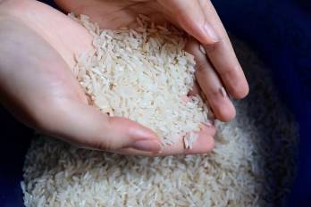 La importación de arroz se hará para garantizar el alimento a los panameños.