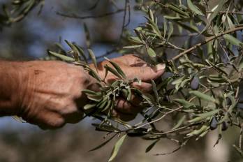 El aceite de oliva extra virgen supone el 73% de esas reservas, con un 68,5% es de origen italiano.
