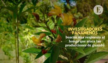 Investigadores panameños buscan una respuesta al hongo que ataca las producciones de guandú