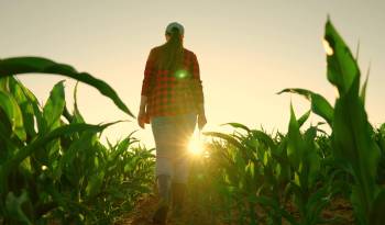 Una mujer campesina camina en un campo de maíz.