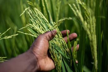 Panamá cuenta con producción suficiente de arroz para atender el consumo nacional durante los próximos meses, aseguró el MIDA.