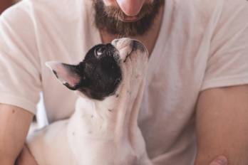 La entidad explicó que esta enfermedad afecta principalmente a los perros y puede impactar también a otros animales.