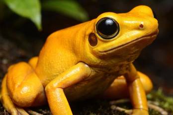 Delincuentes afectan lucha por salvar a la Rana Dorada