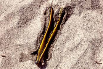 Avistamientos en el Pacífico generan alarma, pero expertos llaman a la calma