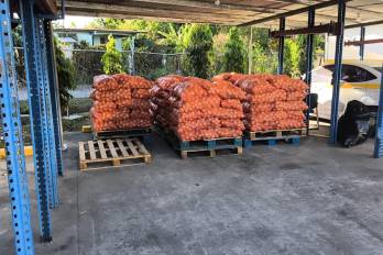 El IMA lanza venta de cebolla nacional a precio accesible