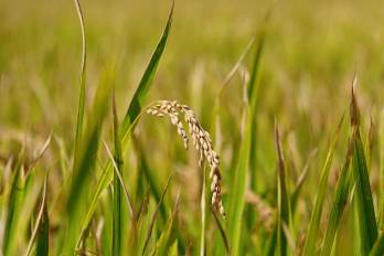 Productores de arroz expresan preocupación por las condiciones del mercado