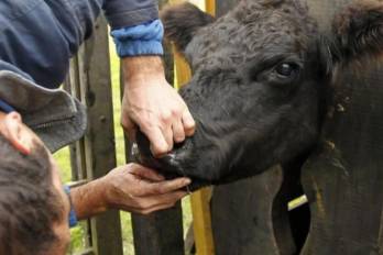 Panamá se mantiene estable frente a zoonosis, pero pide no bajar la guardia