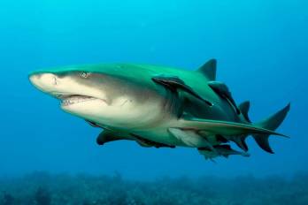 Hallan zona de crianza de tiburón limón en el Parque Nacional Coiba