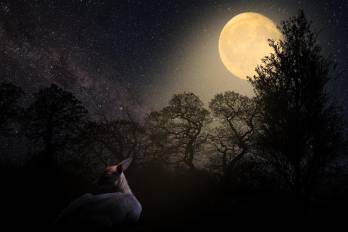 La Luna del Ciervo iluminará el cielo este miércoles 29 de julio y podrá observarse desde Panamá durante la noche.