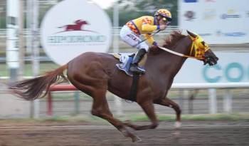 El ejemplar El Rojo es el llamado a defender el linaje de los caballos panameños.