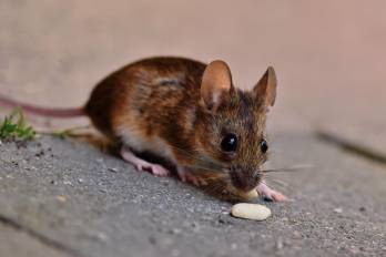 El Minsa alerta sobre síntomas del hantavirus y pide reforzar la prevención.