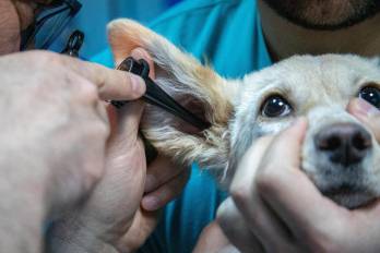 Nueva clínica veterinaria “Más Colas” ofrece servicios accesibles en Los Andes 2