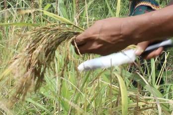 Las juntas de corta de arroz