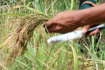 Los pagos de compensación a la producción de arroz y maíz permite asegurar el cultivo de estos granos básicos.