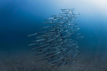Arrecifes y peces de arrecife que han evolucionado para beneficiarse del afloramiento en el Golfo de Panamá.