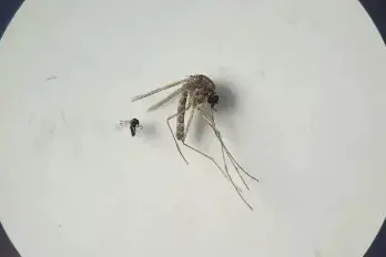 Costa Rica se mantiene “en alerta” ante brote de la fiebre oropouche en Panamá