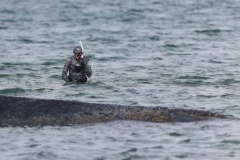 Imagen de archivo de la ballena Timmy.