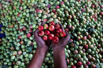 Un trabajador muestra ciruelas después de la cosecha en un huerto en las afueras de Srinagar, capital de verano de la Cachemira india.