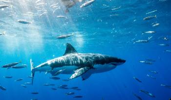 Población de tiburones se sigue reduciendo pese a medidas para frenar su pesca