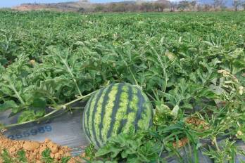 La sandía que se exportó a Holanda es de la variedad Quetzaly.