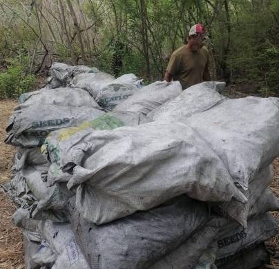 Varios sacos de carbón vegetal decomisado en la Área Protegida Manglares de la Bahía de Chame.