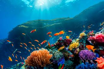 Los arrecifes de coral son los principales afectados con la acidificación y elevación de la temperatura de las aguas.