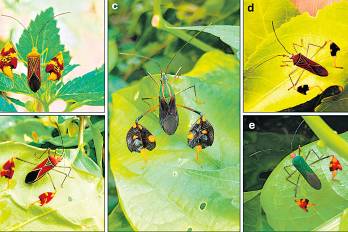 Combo de fotografías cedida por B. lurida, que muestra el comportamiento de cinco especies de chinches coreidas.