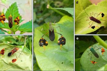 Combo de fotografías cedida por B. lurida, que muestra el comportamiento de cinco especies de chinches coreidas.