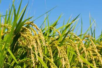 El Idiap también impulsa proyectos de innovación tecnológica orientados a la sostenibilidad.