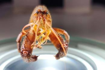 El Atya scabra, conocido como camarón filtrador, actúa como un termómetro natural de la salud del agua; su presencia confirma la pureza y el equilibrio ecológico en los ríos donde habita.