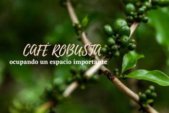 El Café Robusta está ocupando un espacio importante