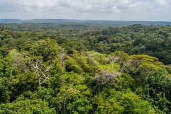 Vista panorámica del área boscosa de Panamá.