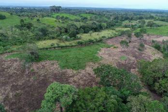 Panamá registra “preocupante” aumento de la deforestación y degradación, según estudio