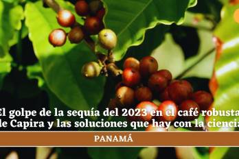 El golpe de la sequía del 2023 en el café robusta de Capira y las soluciones que hay con la ciencia