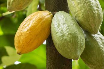 El cacao panameño busca la certificación oficial de la ICCO como grano fino y de aroma para conquistar los nichos de lujo internacionales.