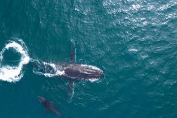 La investigación realizada por científicos de la Universidad de Queensland se apoyó en imágenes tomadas por drones y las muestras de grasa extraídas de varios ejemplares de ballenas jorobadas que transitaron en las aguas cercanas a la Isla North Stradbroke.