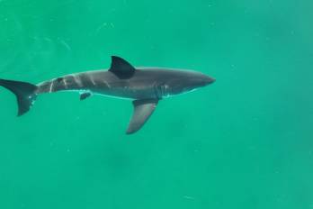 El año pasado hubo 69 ataques no provocados de tiburones, superando los 63 de 2022.