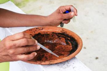 Las organizaciones Panamericana de la Salud y Mundial de la Salud reiteraron que la eliminación de criaderos es la estrategia más efectiva para combatir la proliferación del mosquito transmisor.