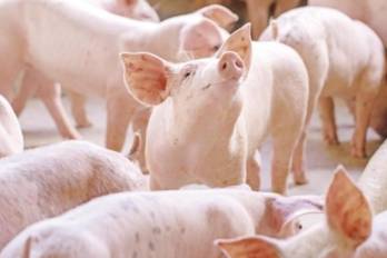 Los hechos se registraron en el sector de Los Ñopos, corregimiento de Llano de Piedra, distrito de Macaracas.