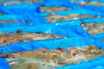 La ARAP señaló que la apertura de la temporada representa una oportunidad importante para dinamizar la actividad pesquera.