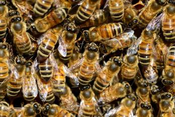 A diferencia de otras especies, estos insectos pueden perseguir a una persona durante varios metros y atacar en grupo.